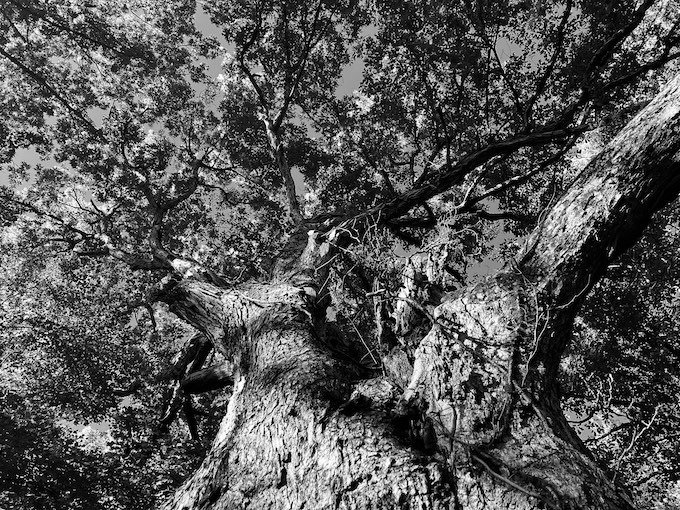 The Invisible Forest – CounterPunch.org