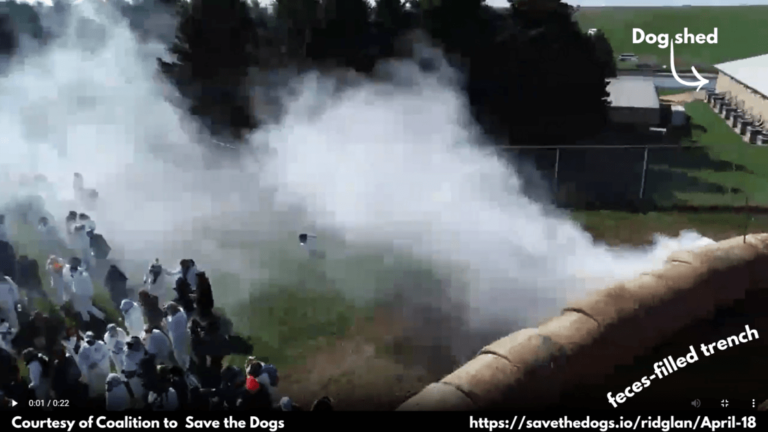 Operation Save the Beagles – CounterPunch.org