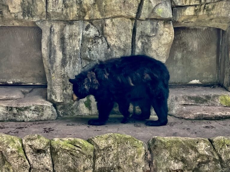 How Zoos Contribute to Disease Transmission Between Humans and Animals