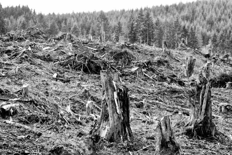 Tree-Killers Are Sick, the Nation is Sick, Forests Are Not