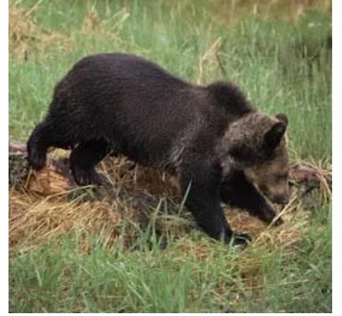 Greater Yellowstone Coalition Sells Out Wilderness in Greater Yellowstone