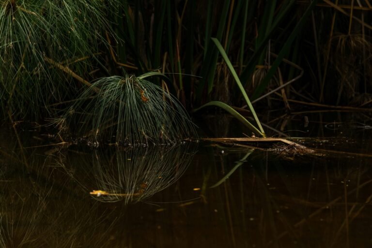 When the Swamp Things Surface