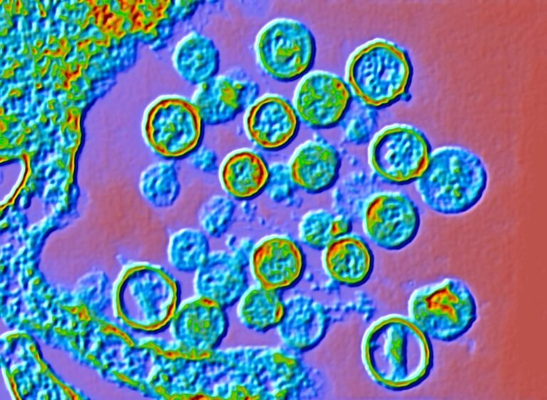 How worried should people be about the hantavirus?