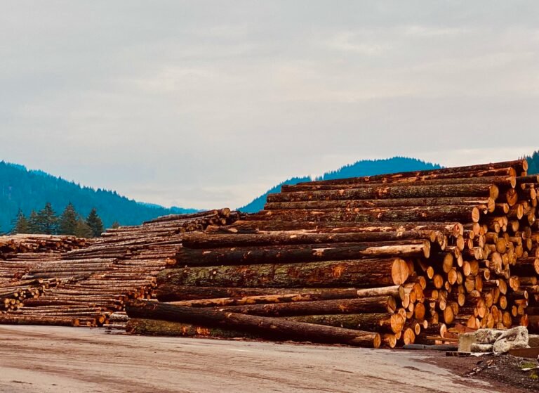 The Latest ‘Sustained Yield’ Scam Will Devastate Montana’s National Forests