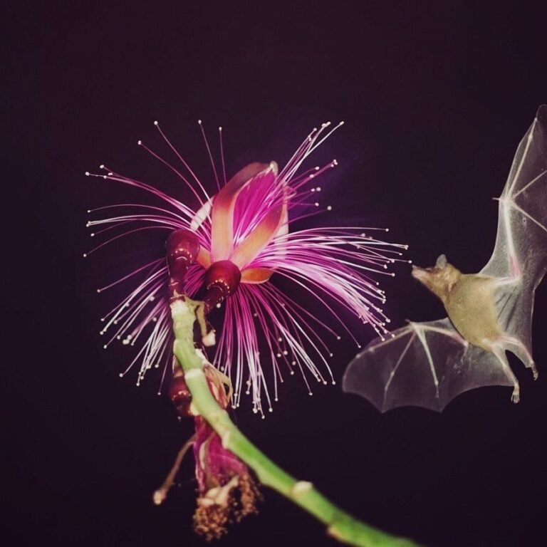 Why Bats Matter to Desert Ecosystems