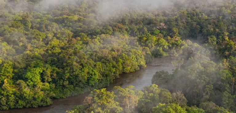an ancient Amazonian world revealed from the sky