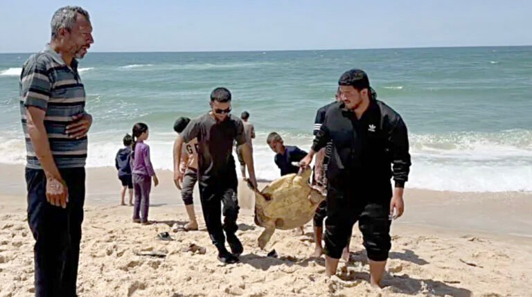 The Displacement of Gaza and Her Wildlife