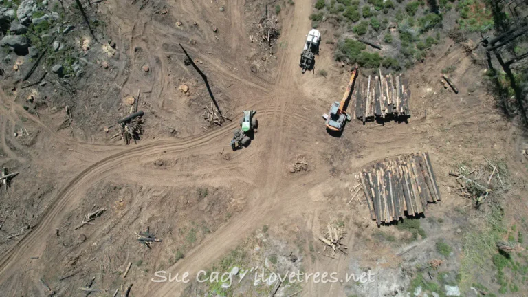Logging “Giant Sticks of Coal”: Confronting the Biomass Industry