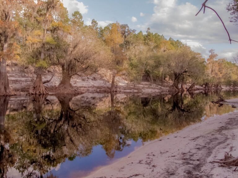 Suwannee, Portkeys, and the Silence Beneath the Trees