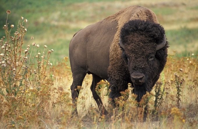 Federal District Court Denies Fed’s Request to Pause Yellowstone Bison Lawsuit