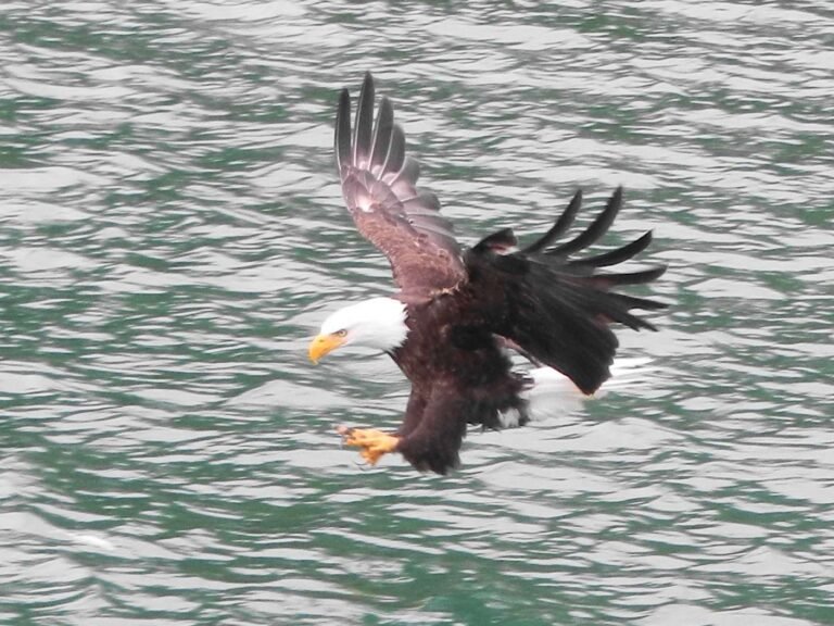 The American Bald Eagle Is Back