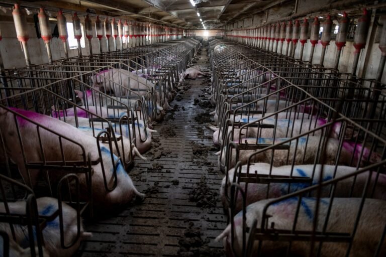 Give Pigs a Chance – The American Conservative