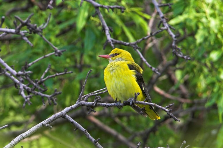The Golden Oriole Rule – The American Conservative