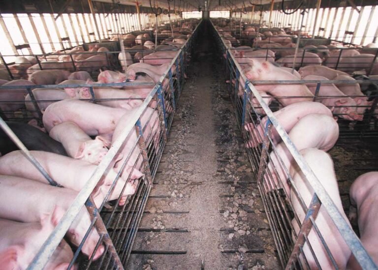 Ecosocialism That Doesn’t Address Animal Agriculture Isn’t Serious