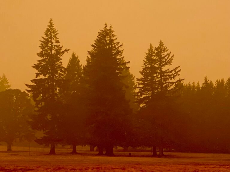 The Deadly Costs of Misguided Federal Wildfire Policy