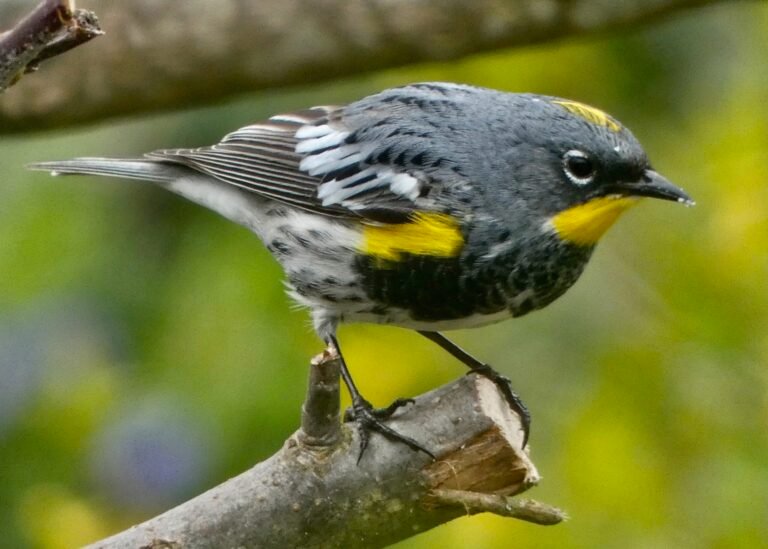 More Than Half of Earth’s Migratory Bird Species are Declining