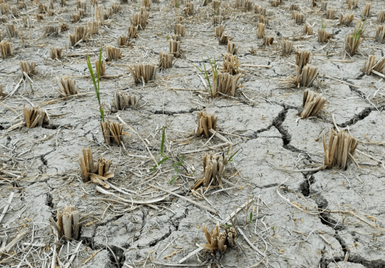 The Global Food Crisis – CounterPunch.org