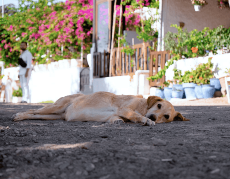 This Deadly Heat Wave Has a Culprit