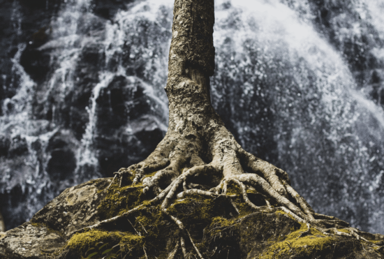 Defending Humanity at the Root: A Different Radicalism