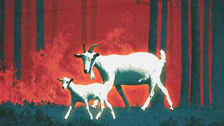 Wage law for California goat herders could worsen wildfire crisis