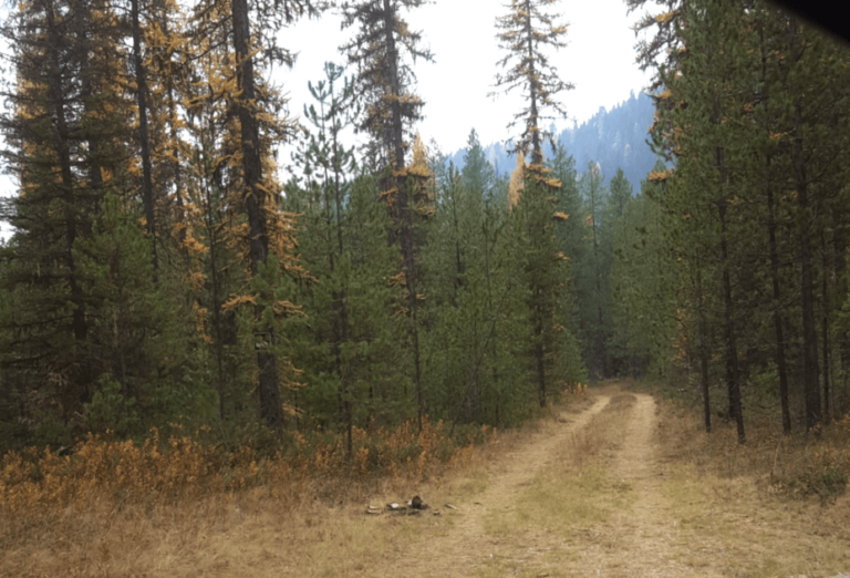 Alliance for the Wild Rockies and Local Residents Halt Northern Idaho Logging Project in Old Growth Forest and Grizzly Bear Habitat
