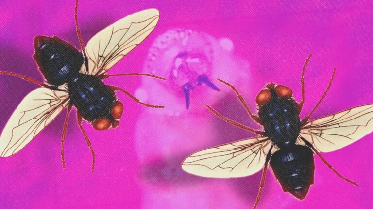Flesh-eating screwworms are back. Gene drives could stop them for good.