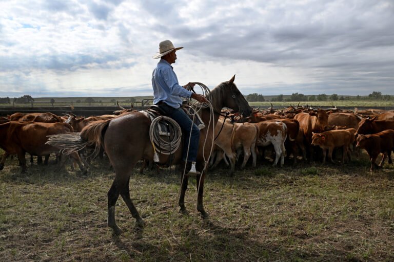 Ranchers, Lawmakers Slam Trump’s Beef Tariff ‘Betrayal’