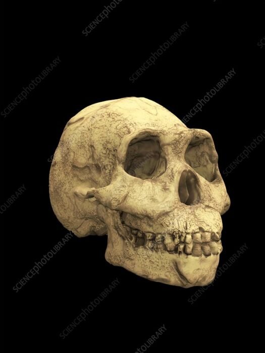 Rethinking Human Taxonomy – NeuroLogica Blog