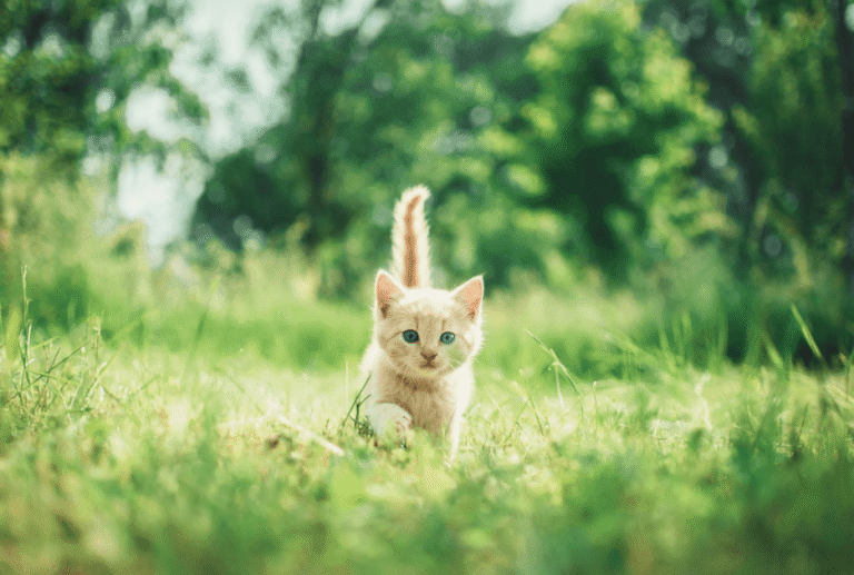 Locking up the Felines: Cat Curfews Down Under