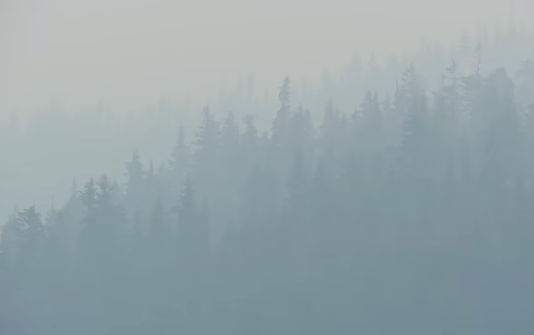 Smoke Walk With Me – CounterPunch.org