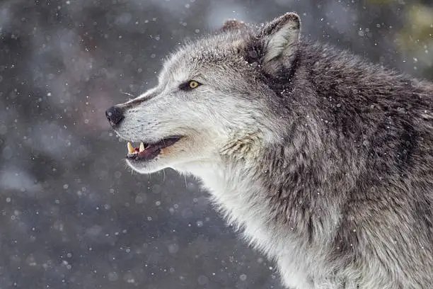 OPERATION ISOLATION: Leaked FEMA Documents Reveal the ‘Lone Wolf’ Survival Protocol Was Engineered to Ensure Mass Casualties During Collapse—The $340,000 Death Trap They Don’t Want You to Understand