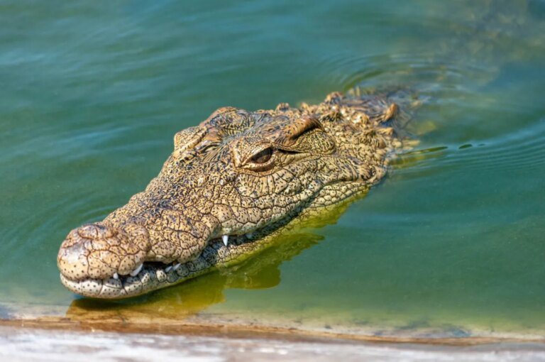 With Crocodile Moats for Palestinians, Zionism drops its Mask